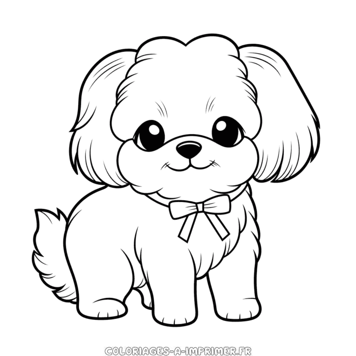 Coloriage chien shih tzu  Coloriages à Imprimer Gratuitement