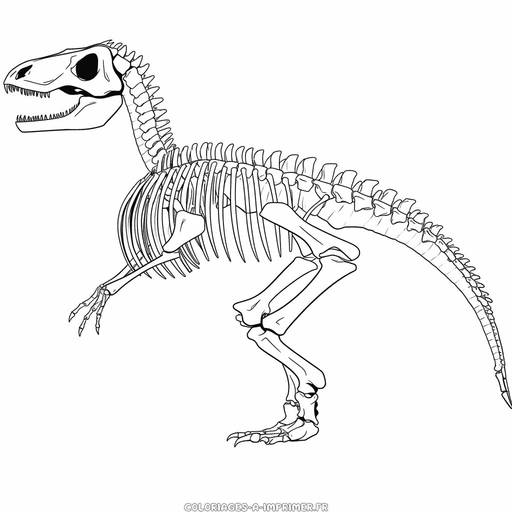 Coloriage squelette de dinosaure